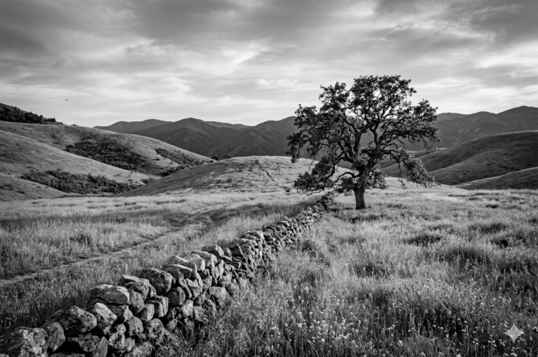 Fotografía en blanco y negro de un árbol solitario y una pirca de piedra en un paisaje natural, representando la resiliencia y la adaptación en el artículo de acción climática.